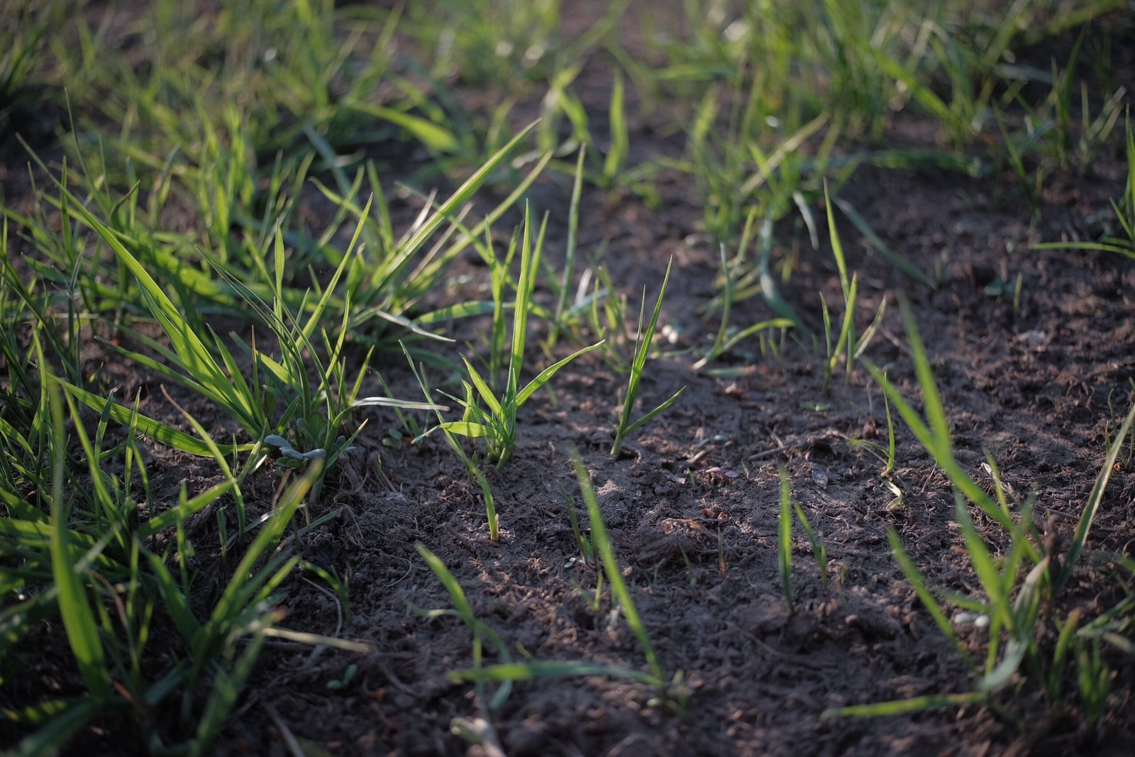 Drought Tolerant Grass Seed 3 scaled Your Home Review
