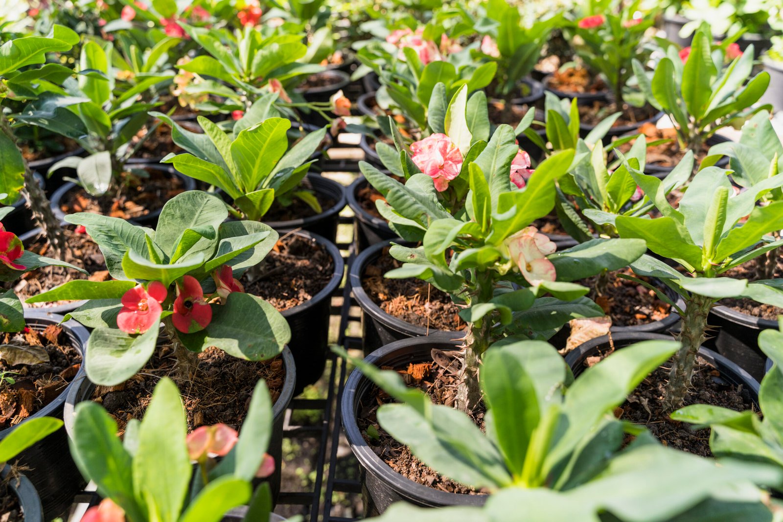 Native Plants Nursery: 7 Best Ways to Save Money (Proven) 1 Native Plants Nursery 3 scaled Your Home Review