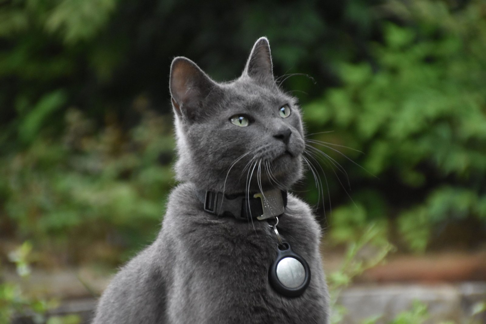 AirTag Cat Collar: 7 Best Ways to Improve Safety (Proven) 1 pexels lesli whitecotton 237271934 12402554 scaled Your Home Review