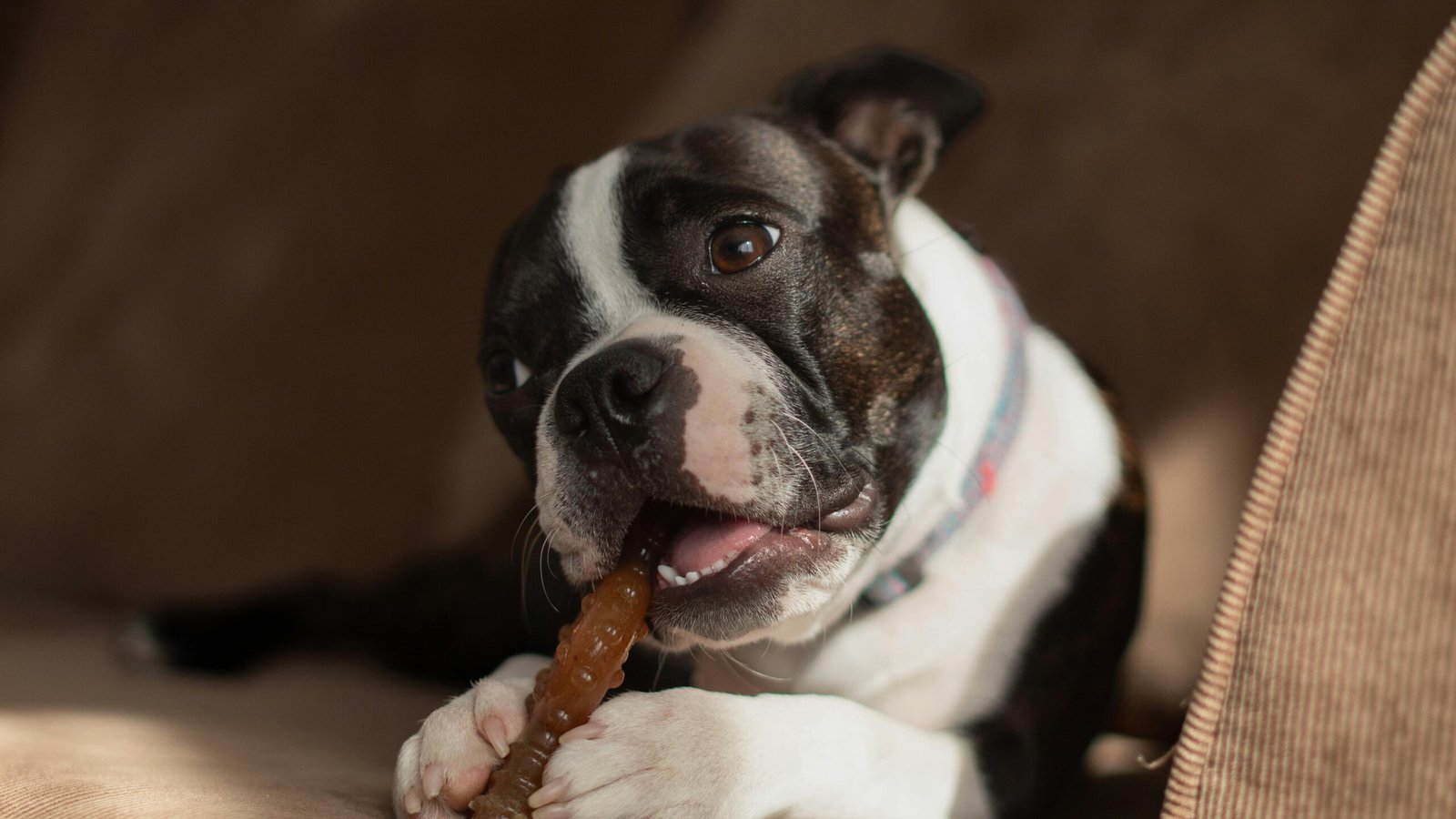 Collagen Sticks For Dogs: 3 Best Ways To Help Joints Proven 1 pexels sean brannon 762373037 28293432 scaled Your Home Review