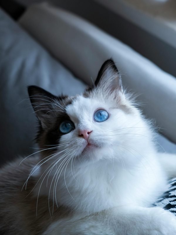 pexels-ling-135943988-12052230 pexels-ling-135943988-12052230